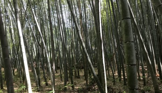 教養演習として川原町を探索する（１）